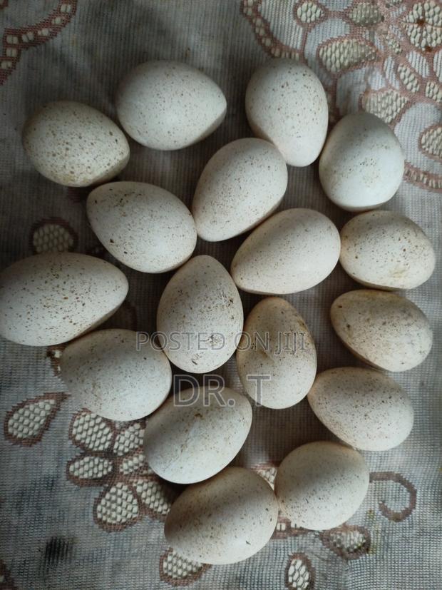 Turkey Eggs Fertilised