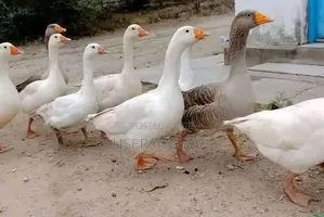Mature White Geese for Sale – Ready for Breeding