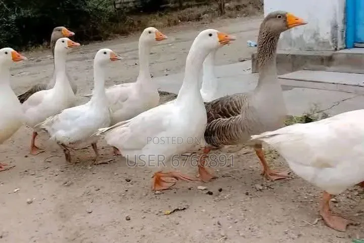 Mature White Geese for Sale – Ready for Breeding