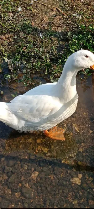 Mature White Geese for Sale – Ready for Breeding