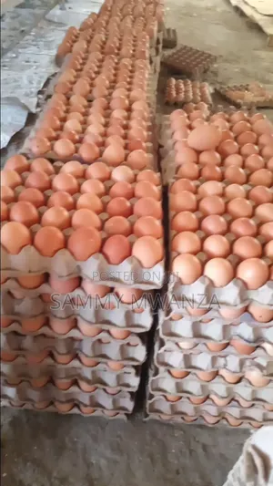 Grade Eggs for Wholesale Kitengela Delivaries
