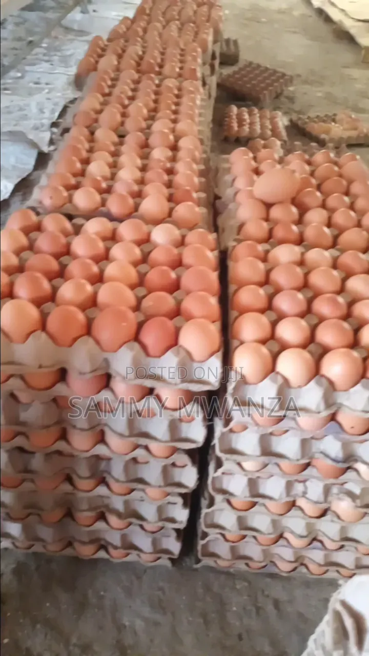 Grade Eggs for Wholesale Kitengela Delivaries