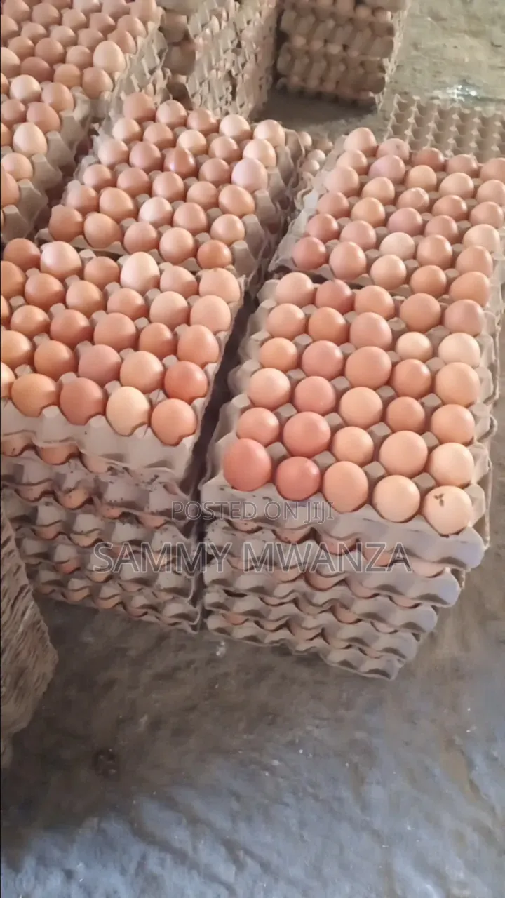 Grade Eggs for Wholesale Kitengela Delivaries