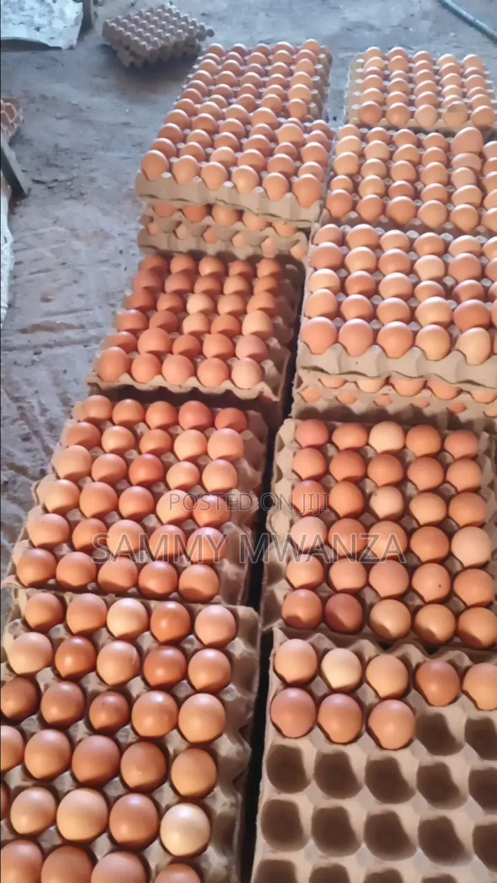 Grade Eggs for Wholesale Kitengela Delivaries