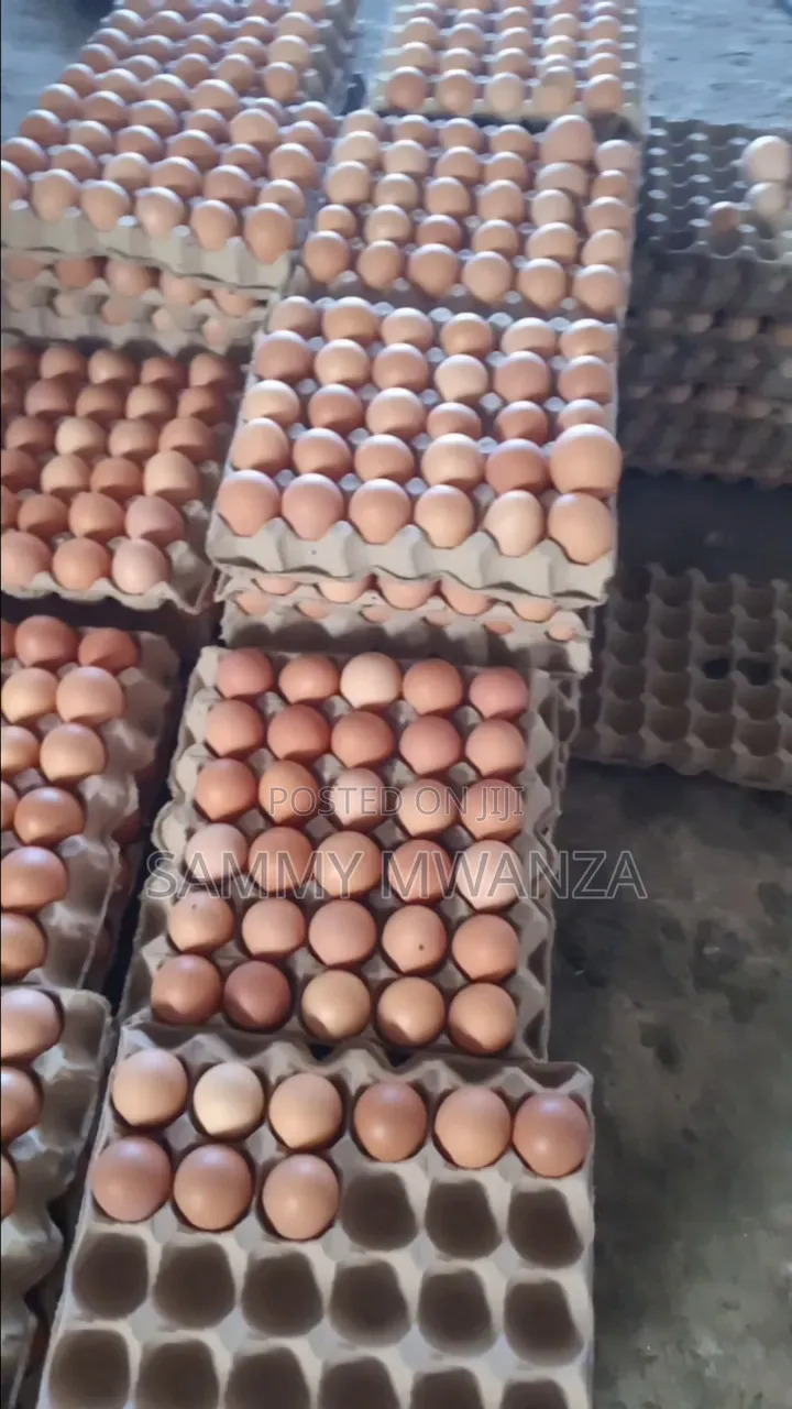 Grade Eggs for Wholesale Kitengela Delivaries