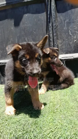 1-3 months Female Purebred German Shepherd