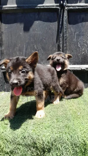 1-3 months Female Purebred German Shepherd