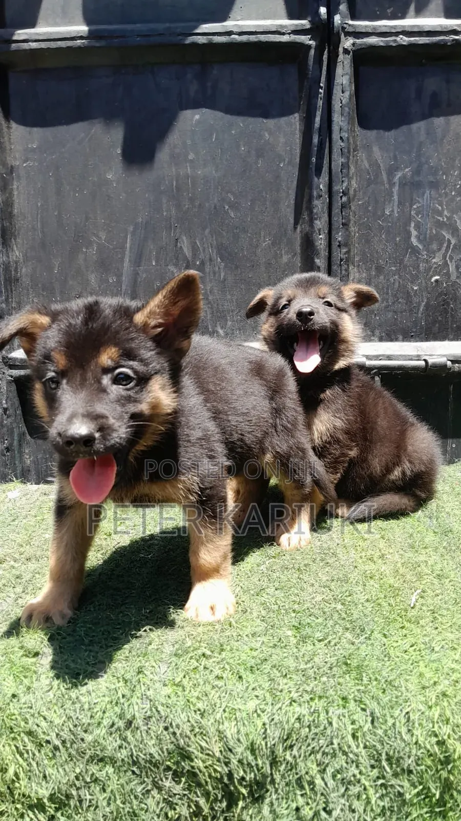 1-3 months Female Purebred German Shepherd