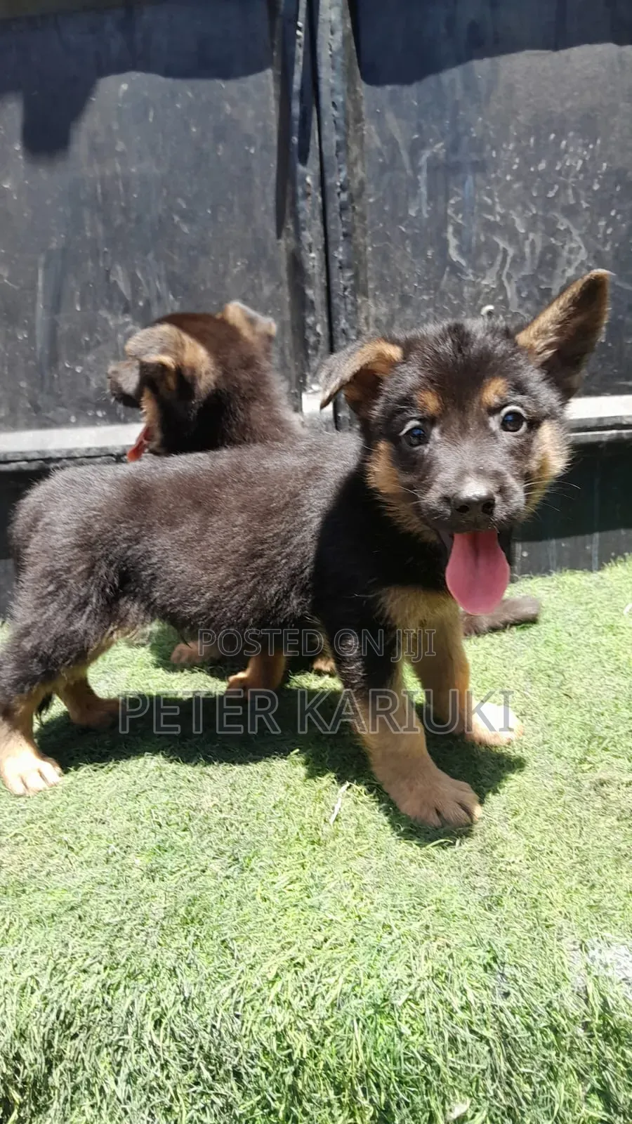 1-3 months Female Purebred German Shepherd