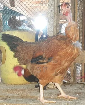 Pure Kienyeji Hens