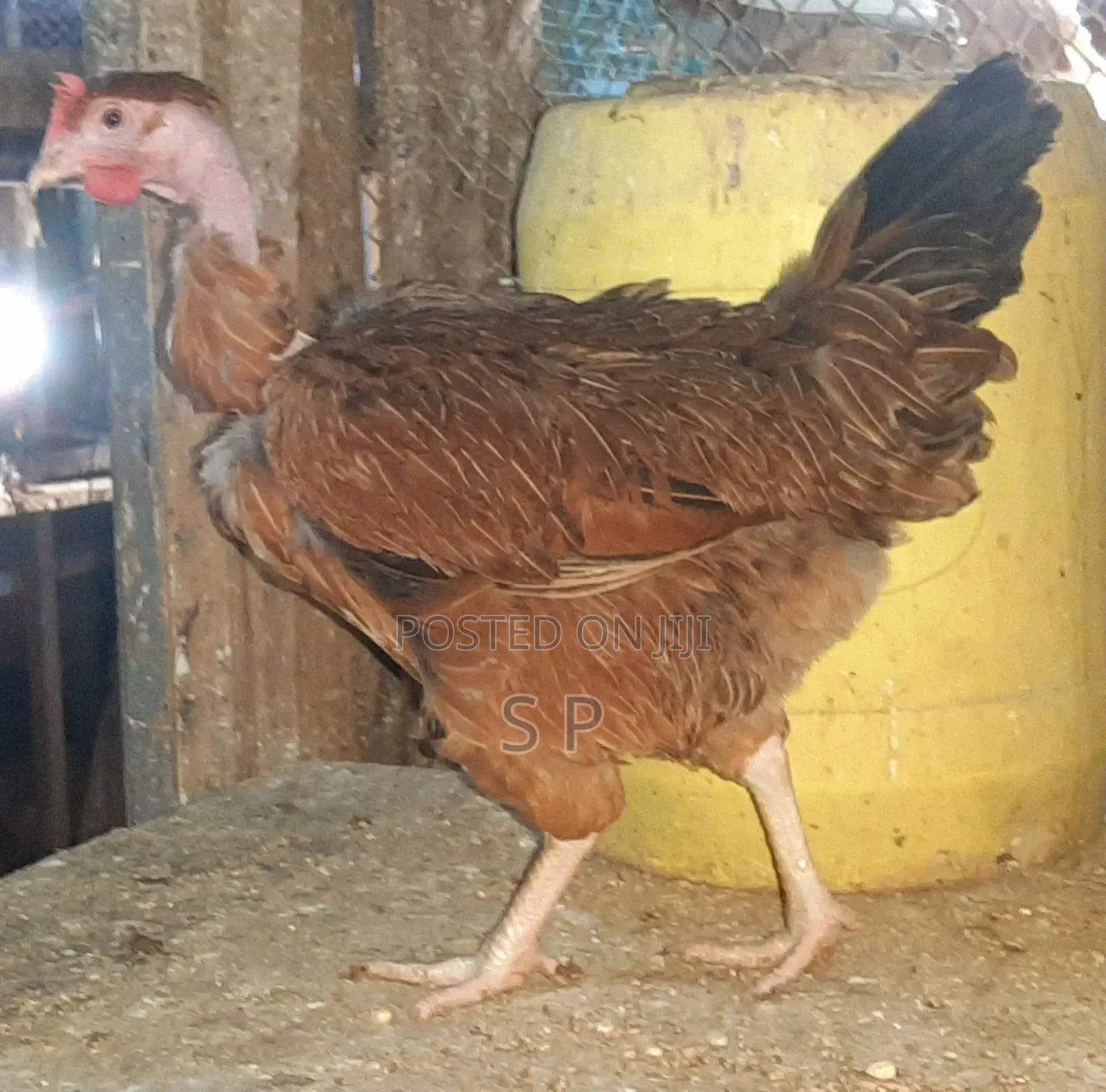 Pure Kienyeji Hens