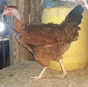 Pure Kienyeji Hens