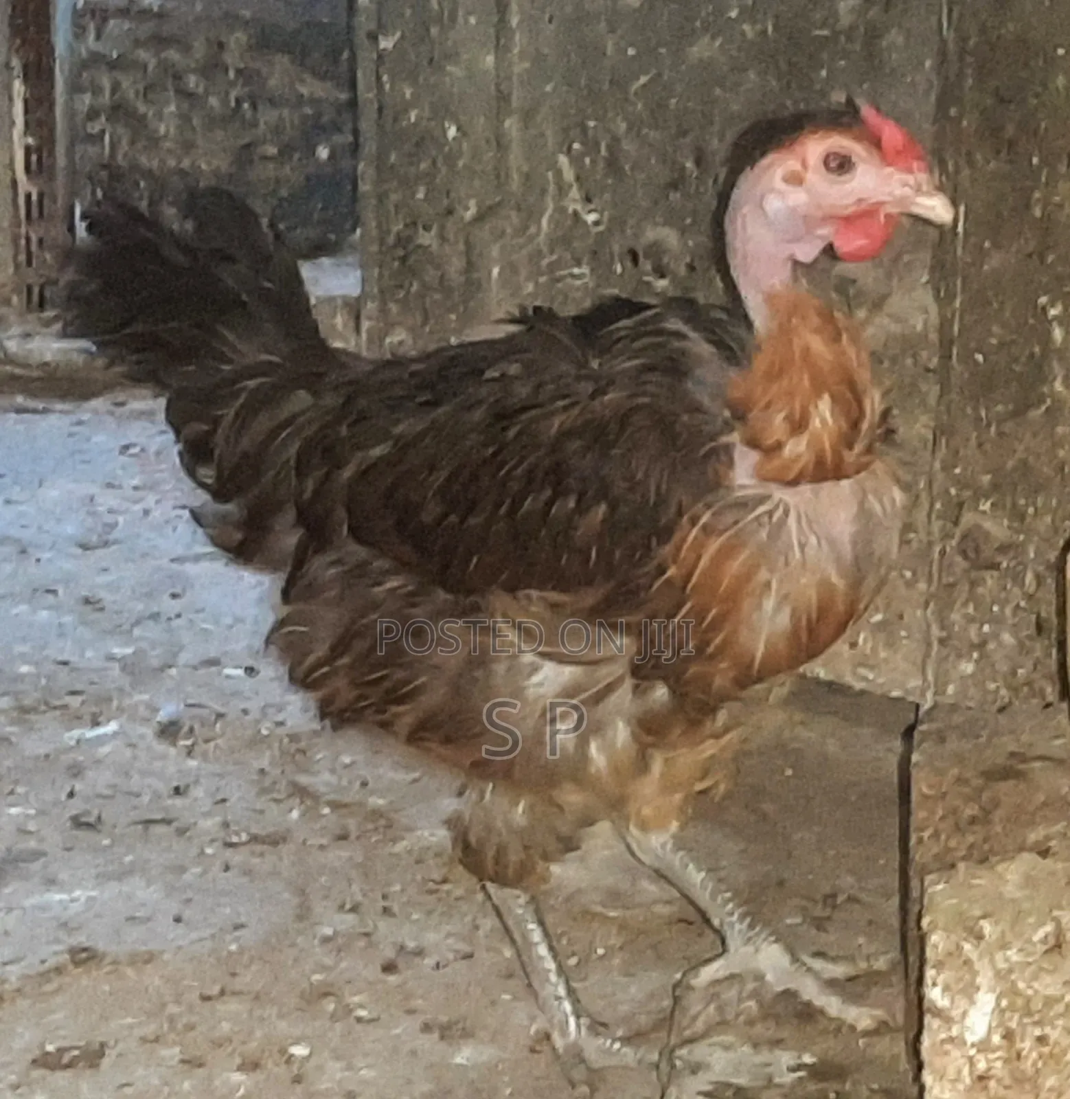 Pure Kienyeji Hens