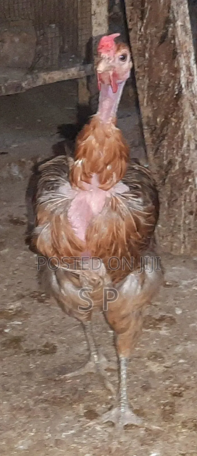 Pure Kienyeji Hens