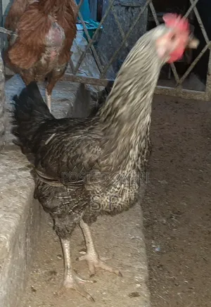 Pure Kienyeji Hens