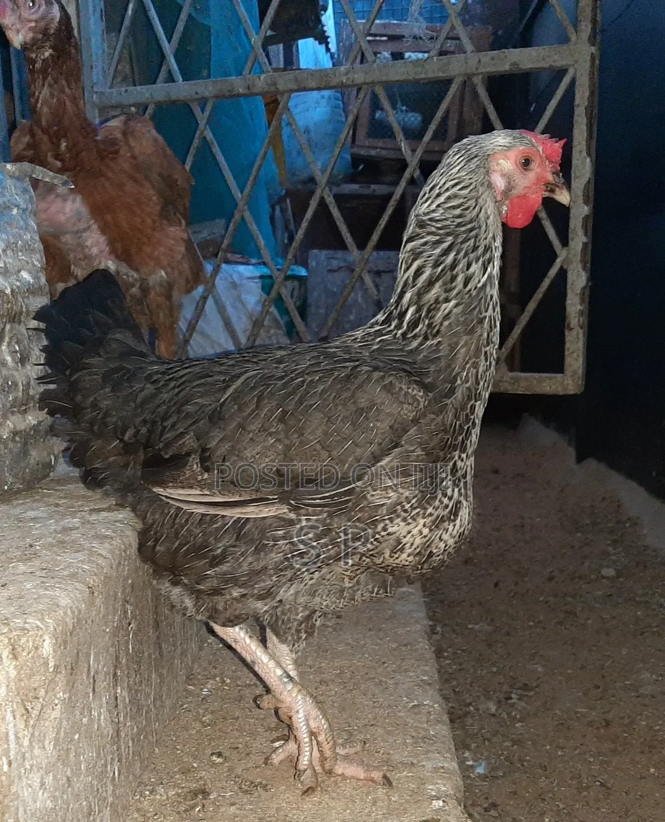 Pure Kienyeji Hens