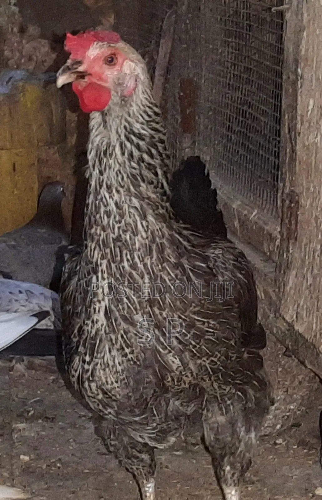 Pure Kienyeji Hens