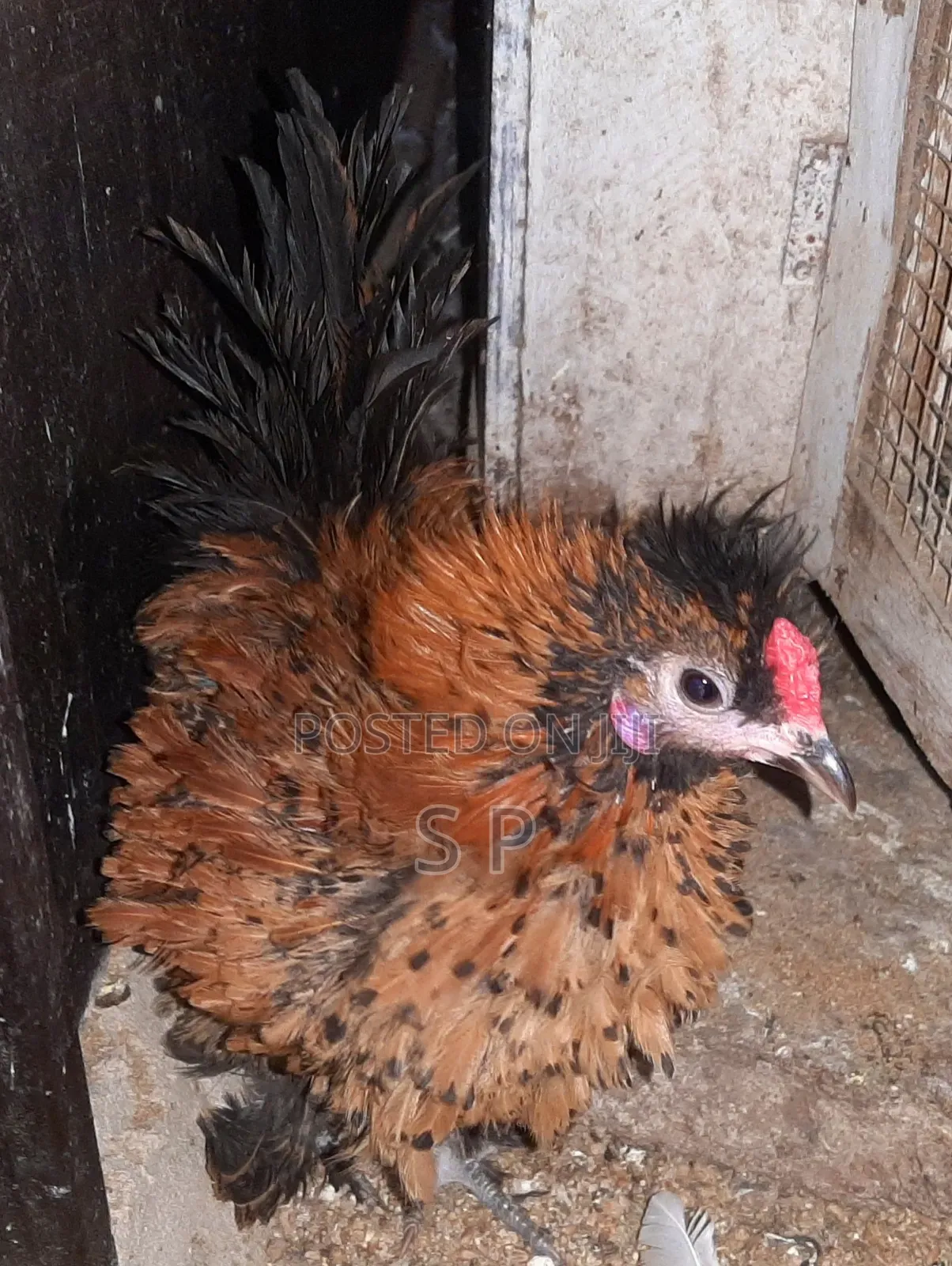 Frizzle Bantams