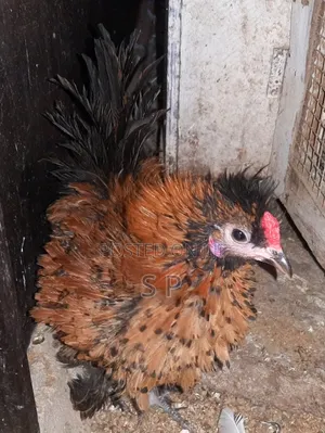 Frizzle Bantams