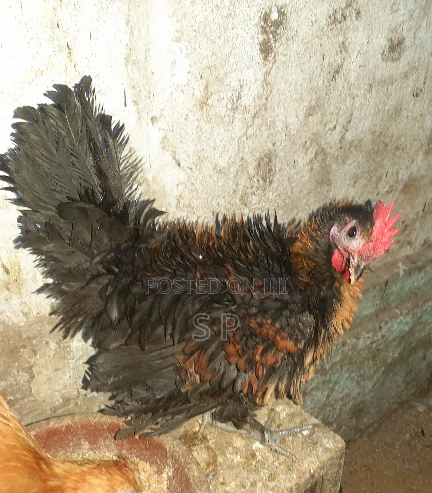 Frizzle Bantams