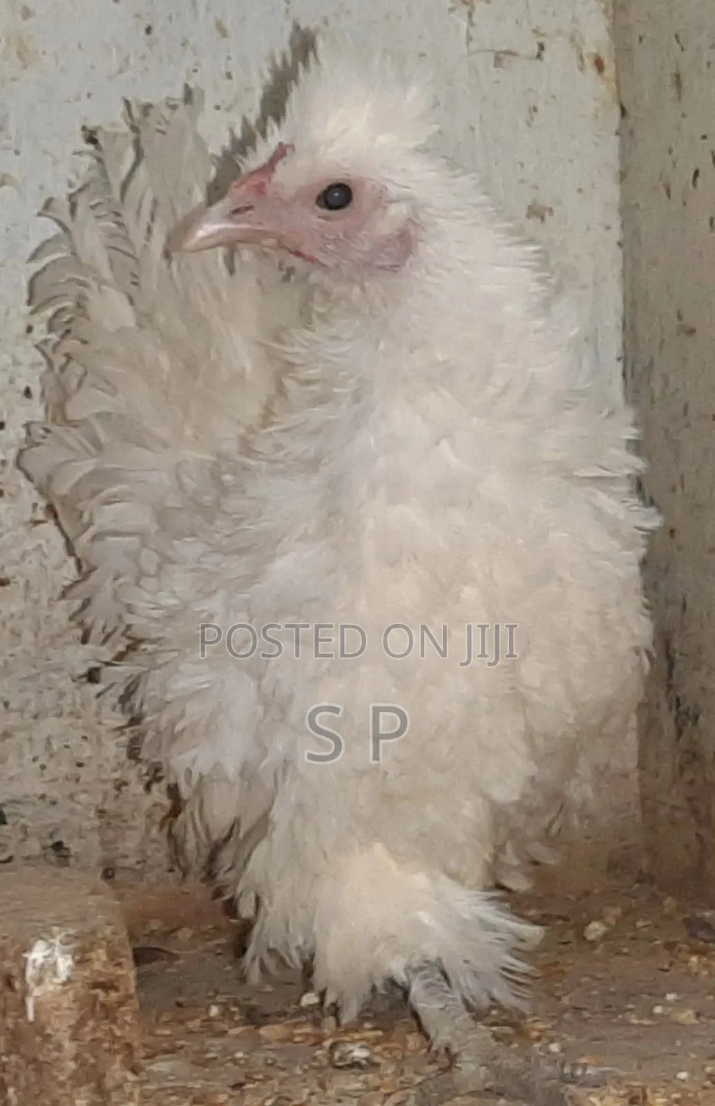 Frizzle Bantams