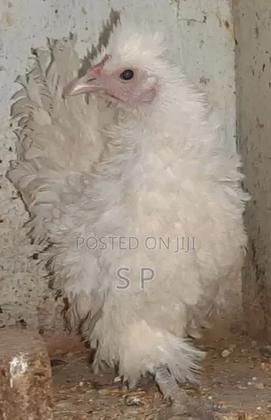 Frizzle Bantams