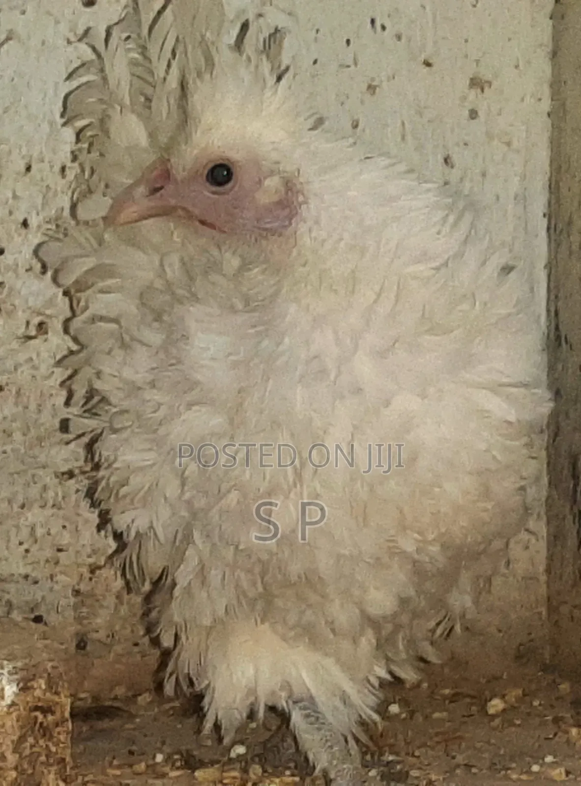 Frizzle Bantams