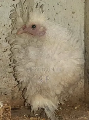 Frizzle Bantams
