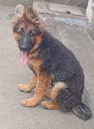 1-3 months Male Purebred German Shepherd