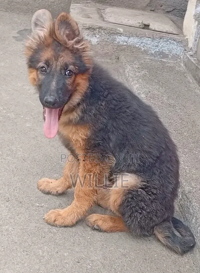 1-3 months Male Purebred German Shepherd