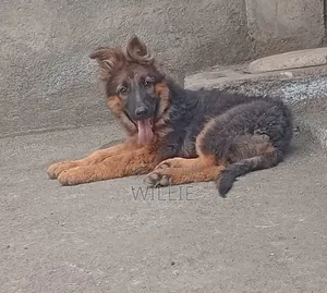 1-3 months Male Purebred German Shepherd