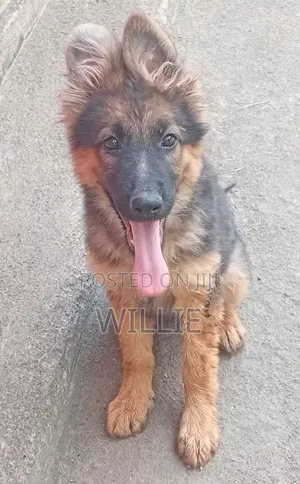 1-3 months Male Purebred German Shepherd