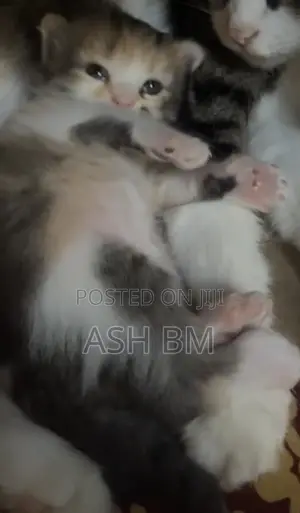 0-1 month Female Mixed Breed Cat