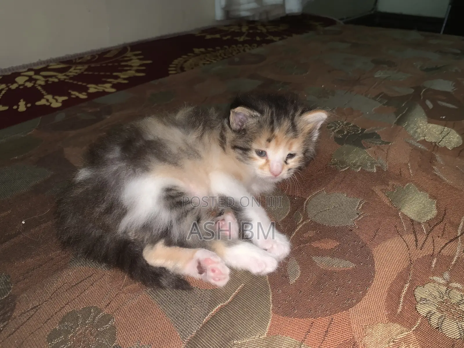0-1 month Female Mixed Breed Cat