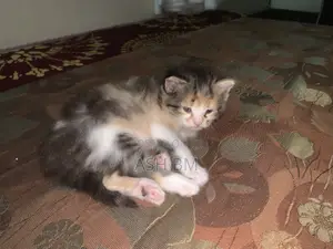 0-1 month Female Mixed Breed Cat