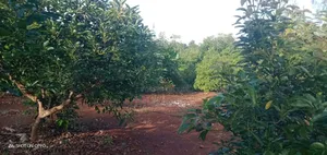 Avocado Farm