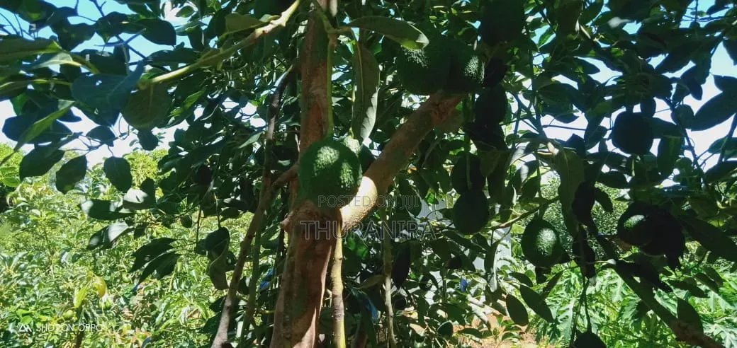 Avocado Farm