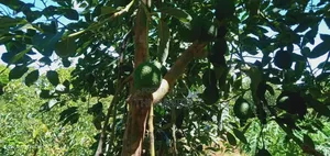 Avocado Farm