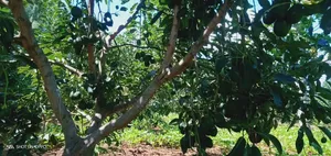Avocado Farm