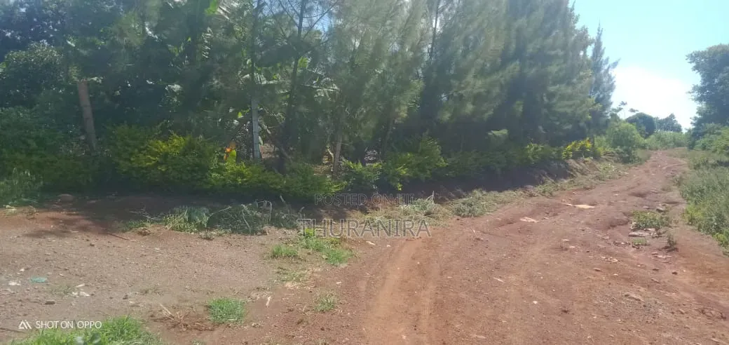 Avocado Farm