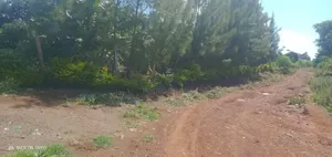 Avocado Farm