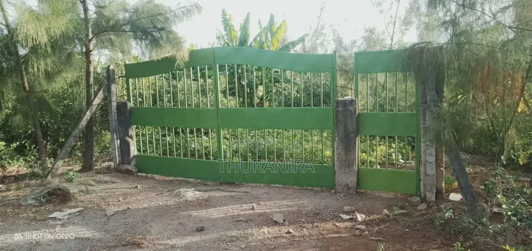 Avocado Farm