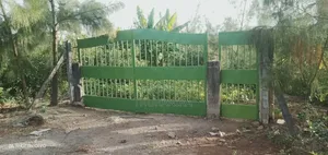 Avocado Farm