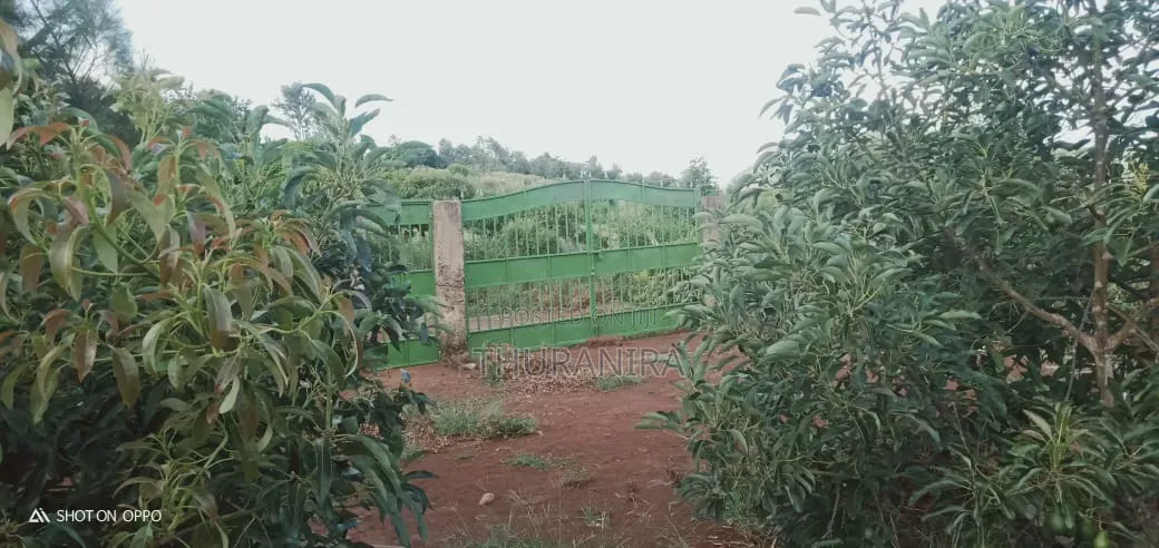Avocado Farm