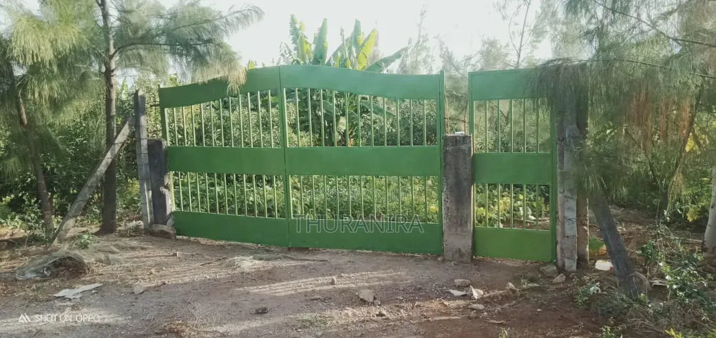 Avocado Farm