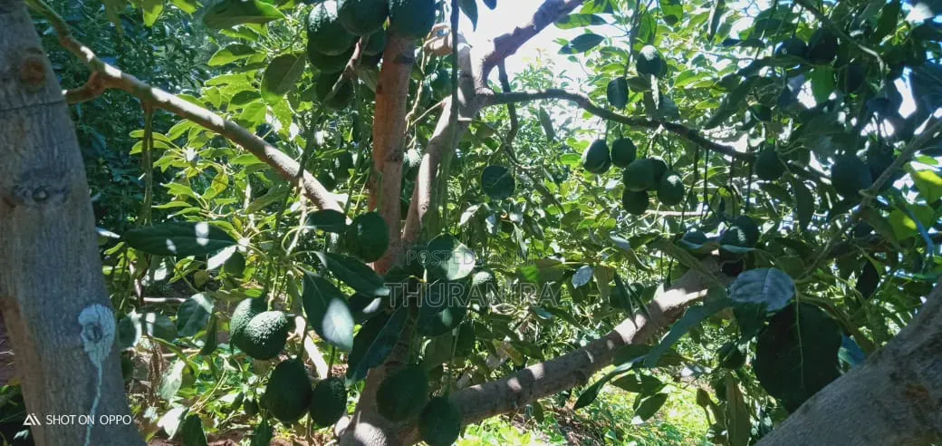 Avocado Farm