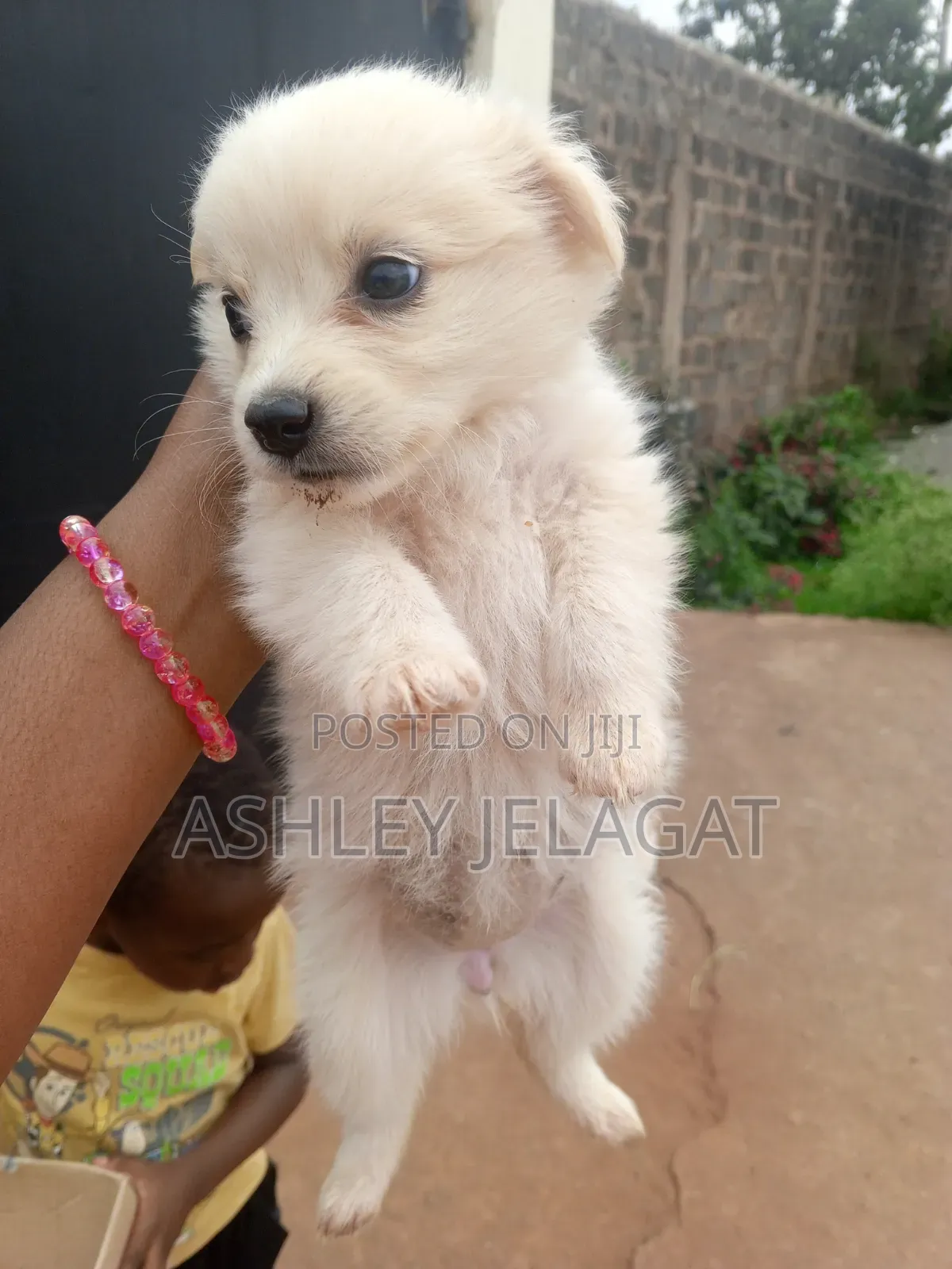 1-3 months Female Mixed Breed Japanese Spitz