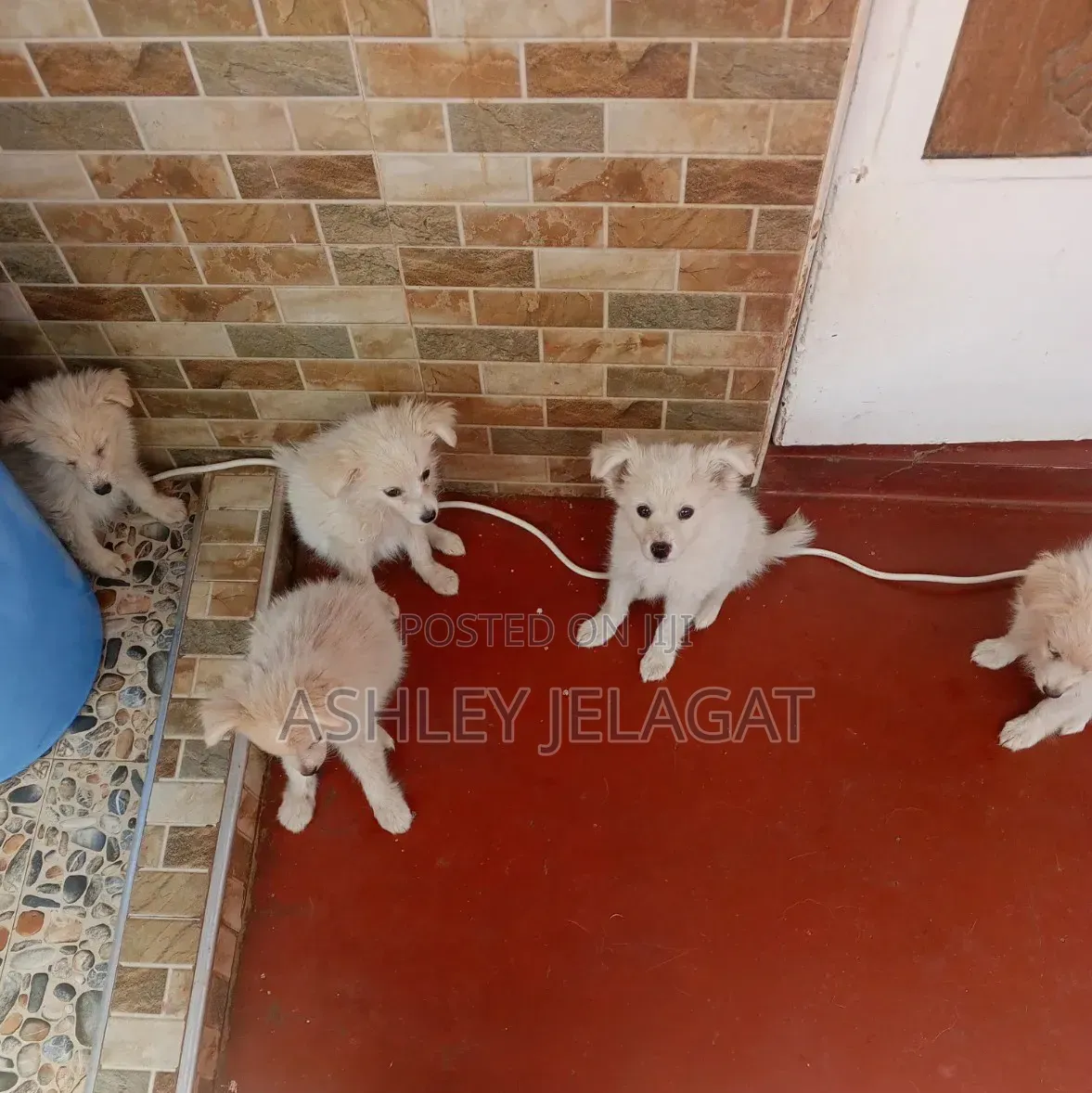 1-3 months Female Mixed Breed Japanese Spitz
