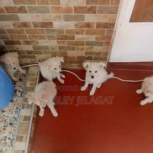 1-3 months Female Mixed Breed Japanese Spitz