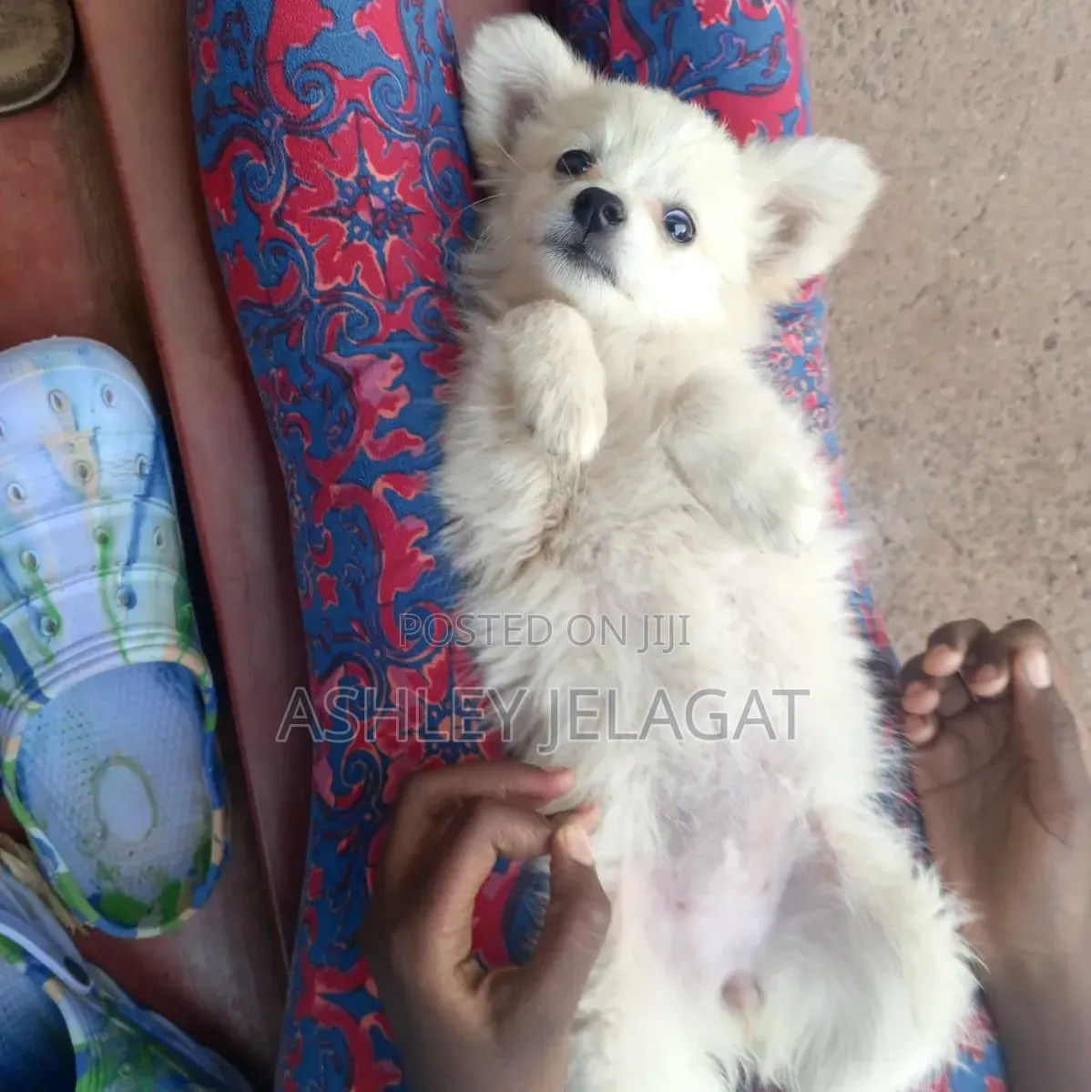 1-3 months Female Mixed Breed Japanese Spitz
